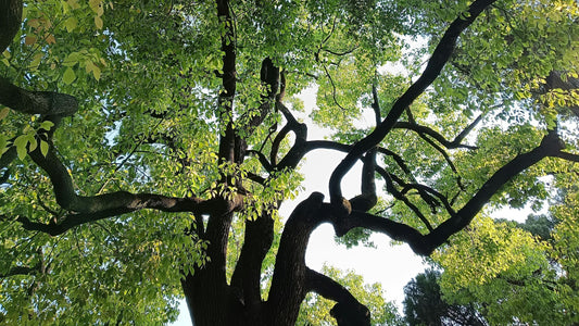 Five Elements of Wood: the Way of Vitality Hidden in Nature and Life